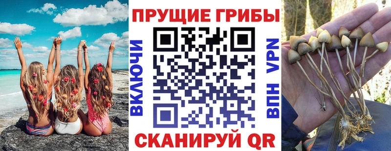 продажа наркотиков  Переславль-Залесский  Галлюциногенные грибы Psilocybine cubensis 